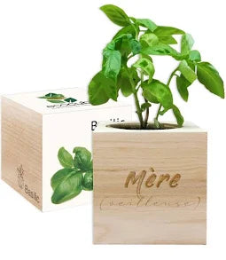EcoCube Mère (veilleuse)